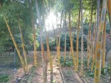 A small bamboo forest in the Imperial Palace East Garden, Chiyoda.