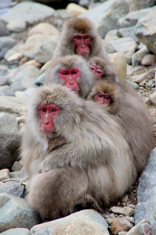 Snow monkeys - Jigokudani Monkey Park, Yamanochi